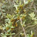 Hippophae rhamnoides fleur P4 P17